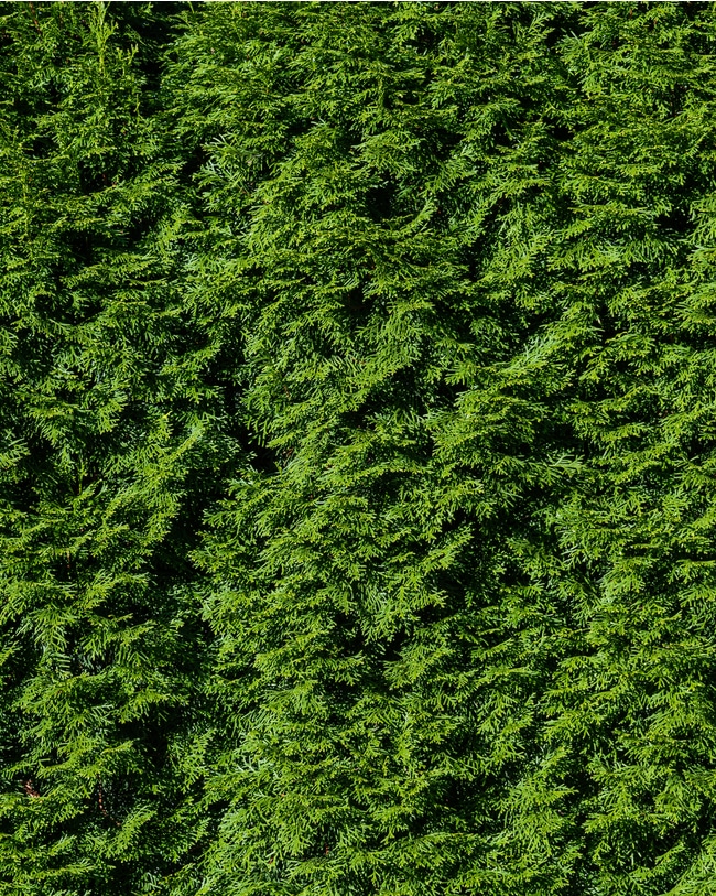 How to Grow Green Giant? — Tips for Raising Arborvitae