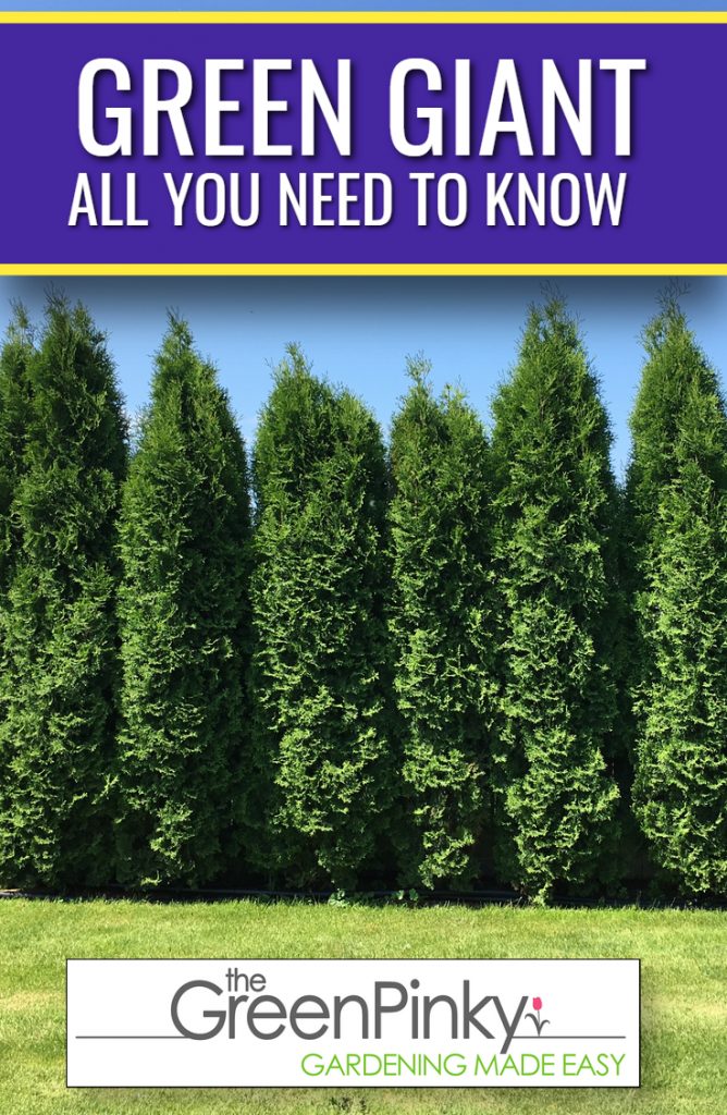 How To Grow Green Giant — Tips For Raising Arborvitae