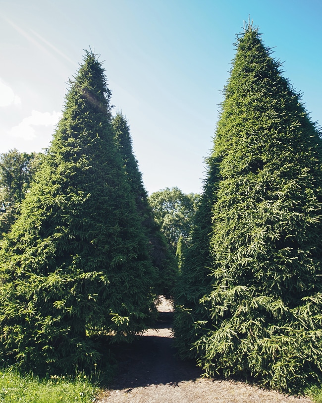 Tall thuja arborvitae from proper water, nutrients, and soil.