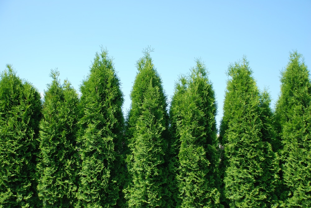 How To Grow Green Giant Tips For Raising Arborvitae how-to-grow-green-giant-tips-for-raising-arborvitae