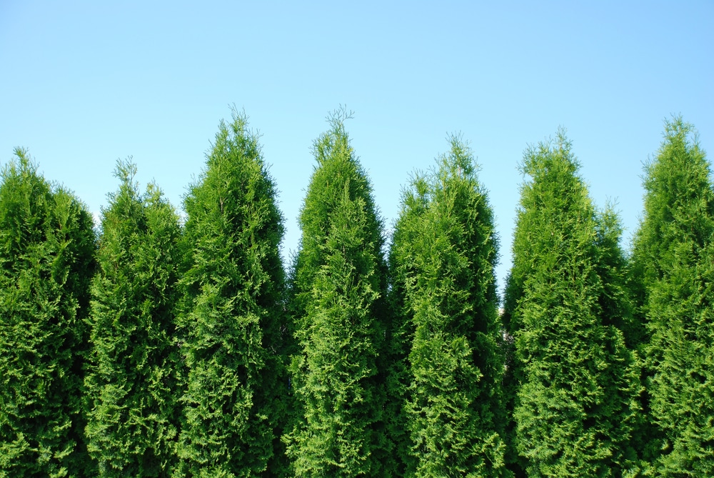 Green Giant Arborvitae - Everything You Need to Know. 