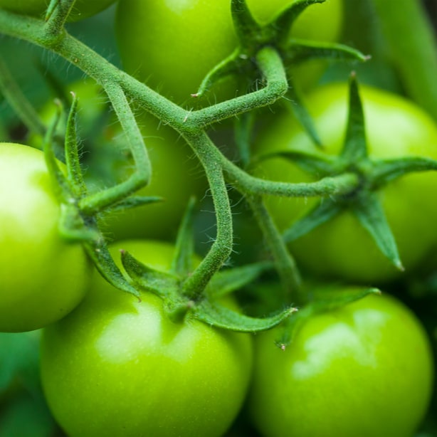 Example of a green tomato type