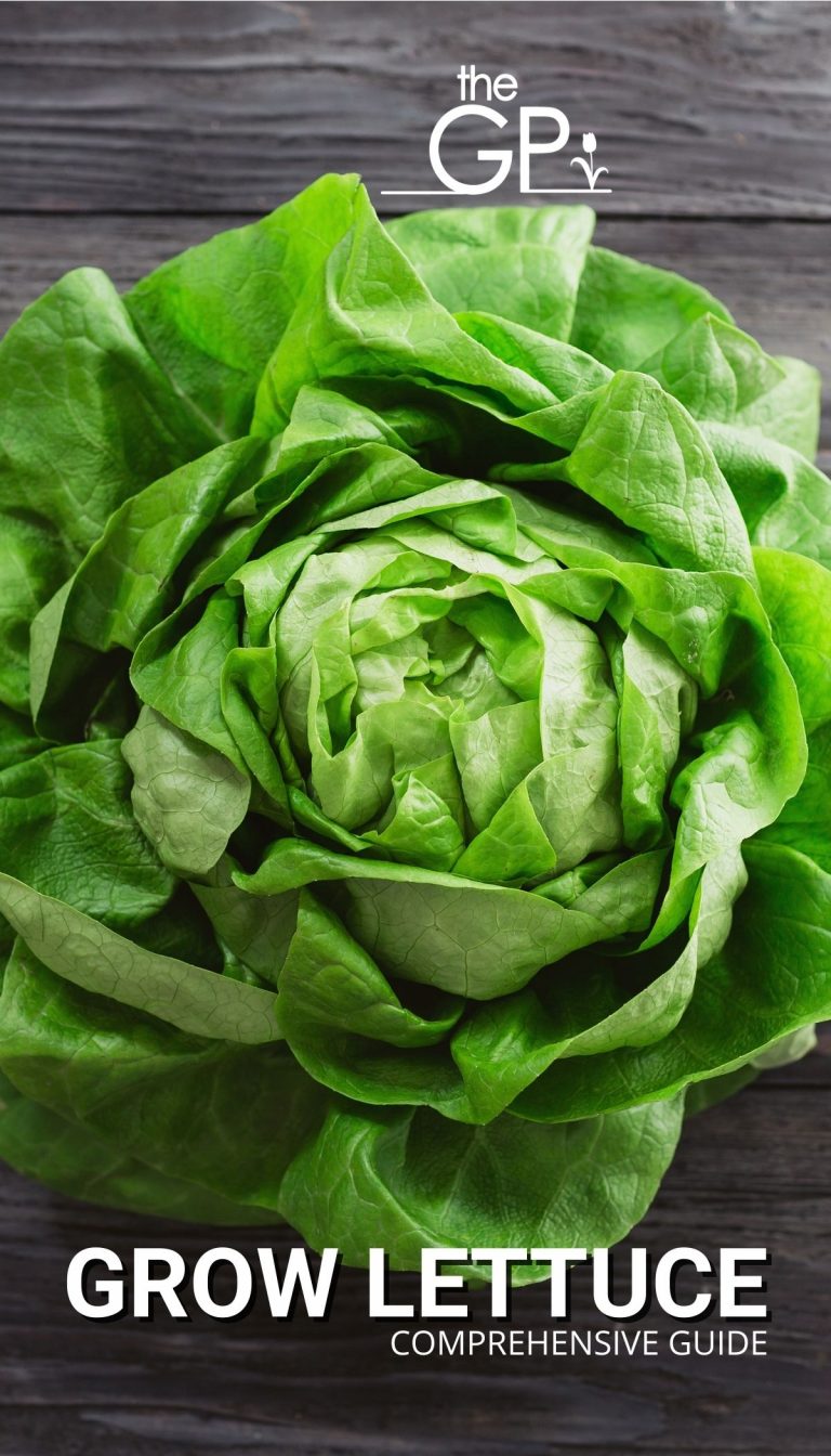 Growing Lettuce? — Guide with Tips (that Work)