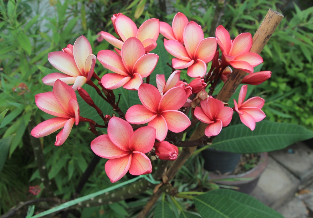 plumeria require adequate care with sufficient nutrients, water, and sun