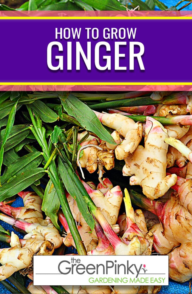 Growing ginger is not difficult when you use a comprehensive guide