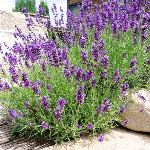 Lavender growing in the landscape