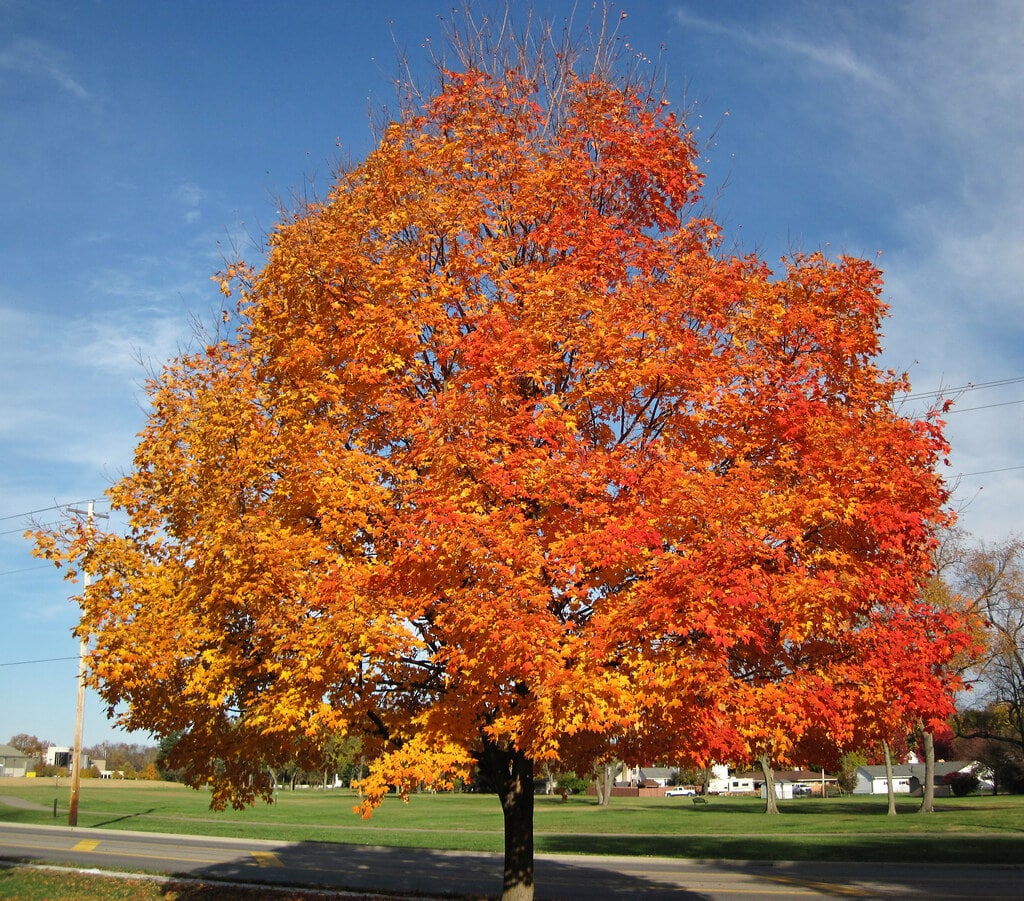 They can add a beautiful design element when grown on your property.