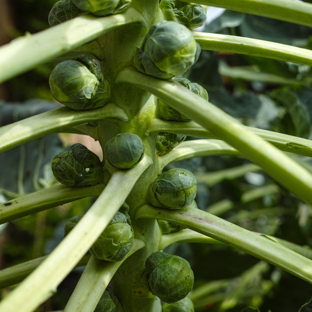 Here you can see that they are growing on the stalk, not being bothered by any pests