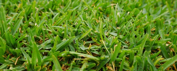 When given proper care, this grass will grow robustly