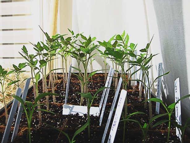 Tomato sprouts growing robustly indoors