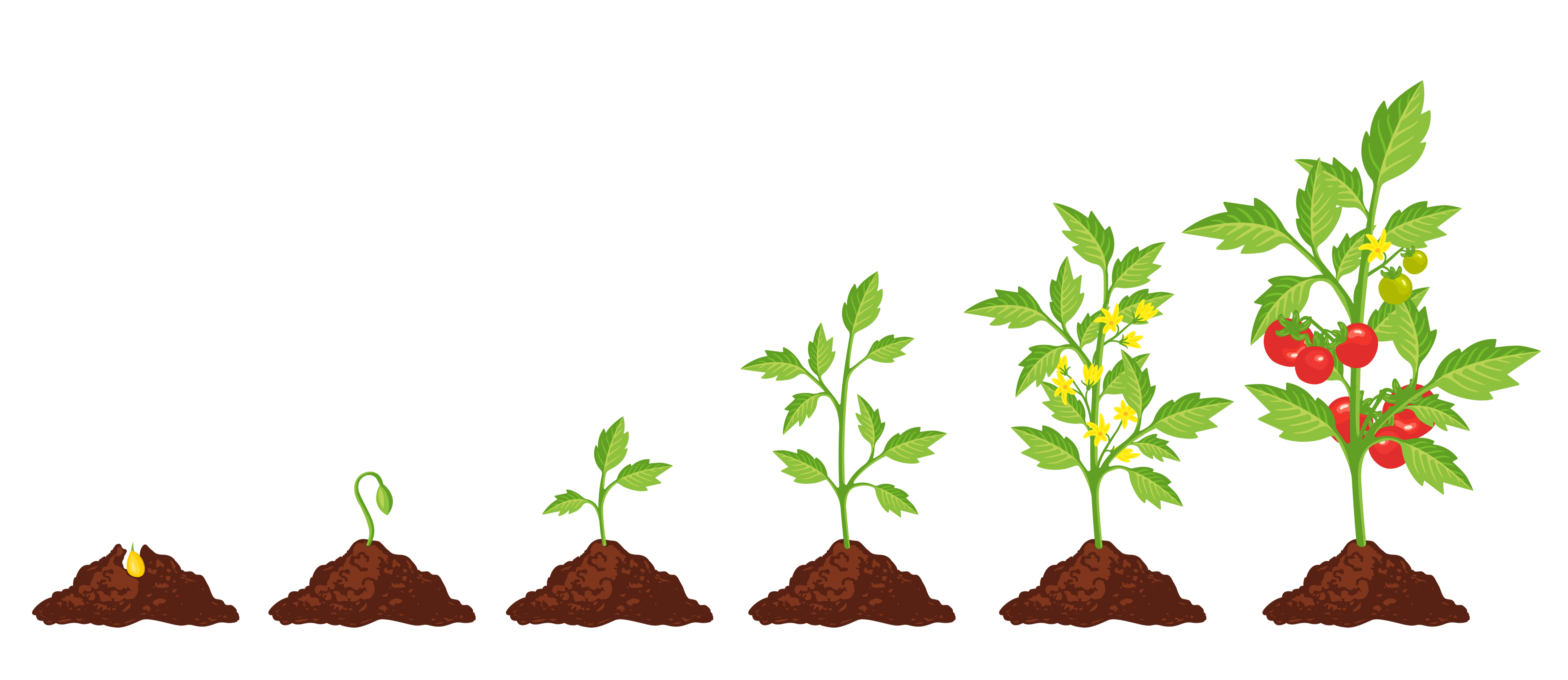 tomato grow