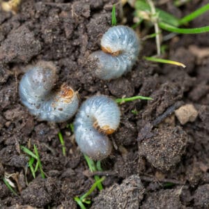 Grubs are white and cause their own type of damage