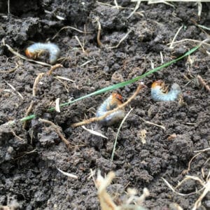 Grubs are white and can be identified by their V-shaped hair arrangement