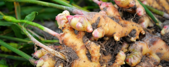 Harvest when your ginger are ready to be uprooted