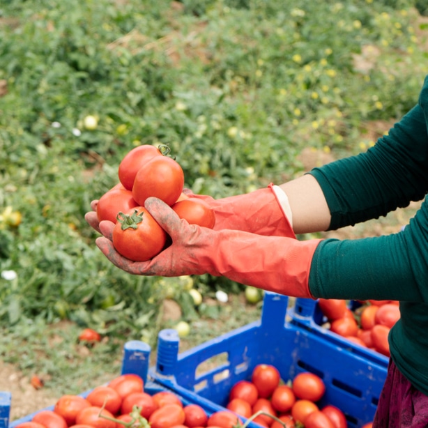 Tomato that is harvested after it has gone through its fruiting phase