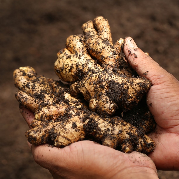 When the ginger are big enough and looki ready to eat, harvest them.