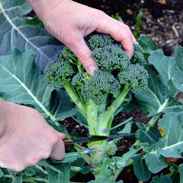 Harvesting broccoli Broccoli harvesting at the right time with bushy florets