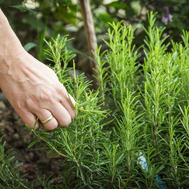 Harvesting rosemary straight from the garden.