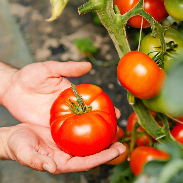 Once ripe, tomatoes are ready to be harvested with this guide