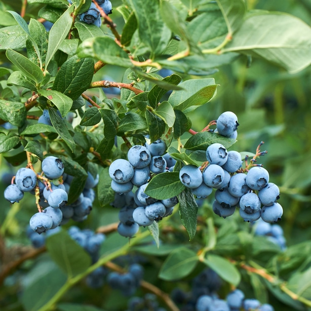 Proper watering will allow for robust rooth growth.