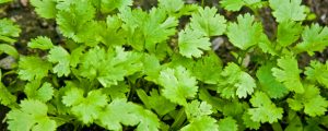 How to Grow and Harvest Cilantro