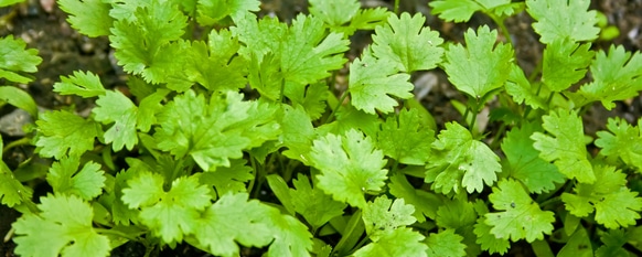 Healthy cilantro that is ready to be harvested