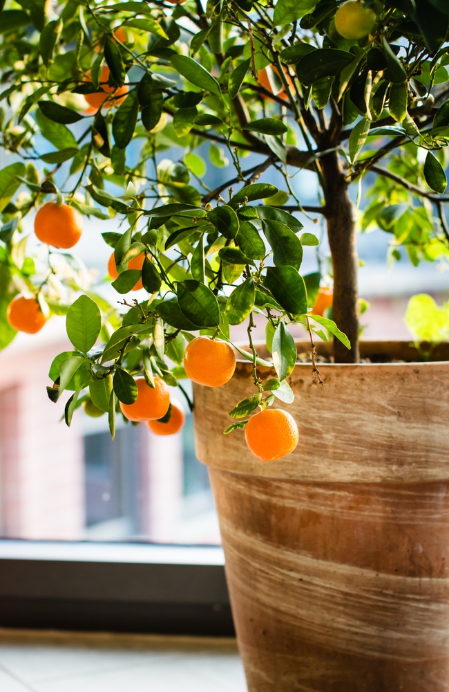 Healthy citrus trees require proper nutrients and water.