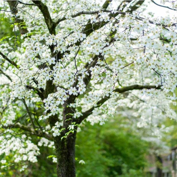 healthy dogwood require plenty of moisture and nutritious soil