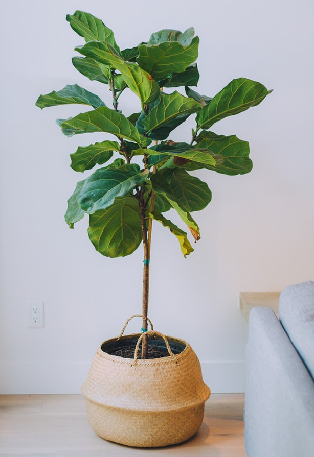 Ficus lyrata growing tall with proper nutrition of top recommended fertilization