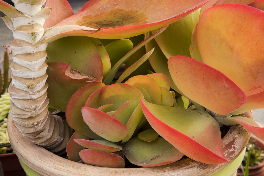 Healthy flapjack plants need proper water and soil