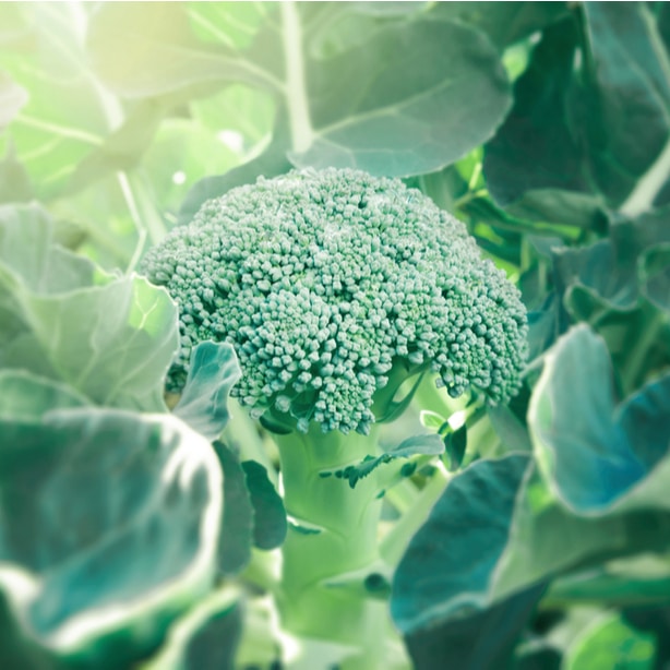 Healthy floret Broccoli receiving proper amount of sun.