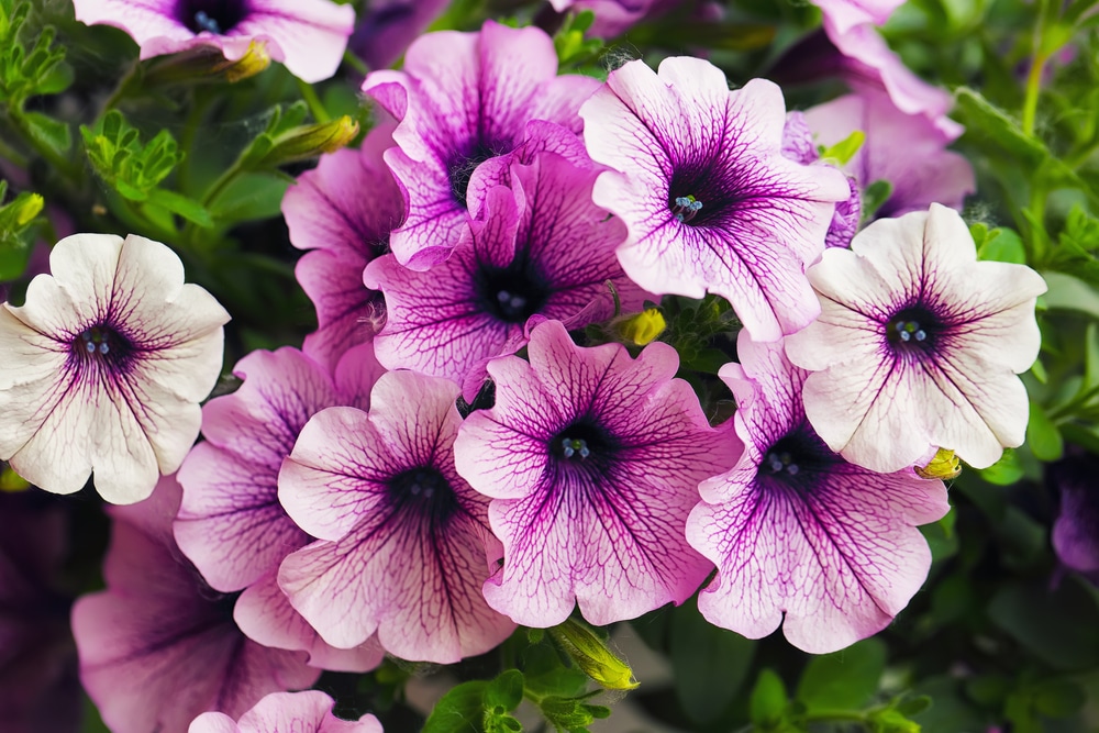 Petunia healthy flower blooms when given adequate sun.