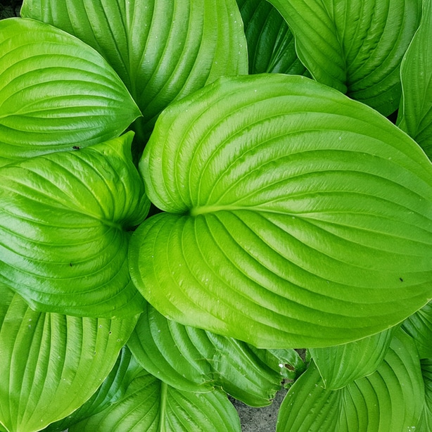 Healthy hostas Healthy hostas after proper division and rooting.