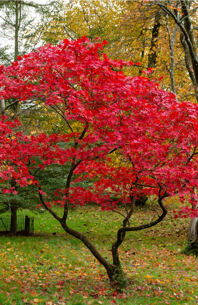 Healthy japanese maple trees require proper sun and fertilization