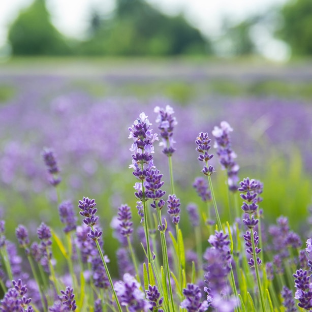 Healthy lavender growing in a field