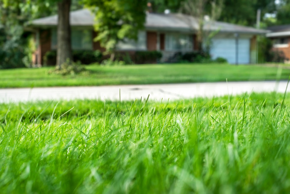 A luscious green lawn is in the foreground with a small ranch-style house blurred out in the background