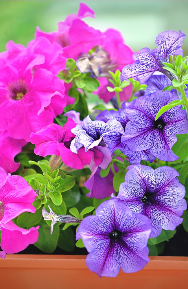 healthy petunias Healthy petunias are in a planter