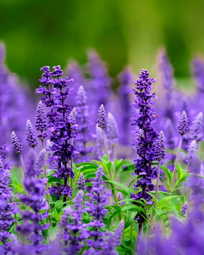 Proper fertilization can result in healthy salvias.