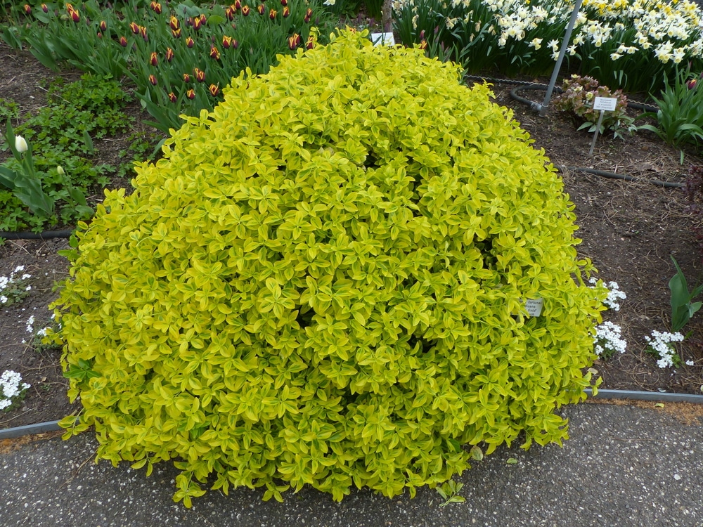 healthy shrub as a result of planting in correct season.