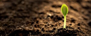 A single seedling is growing out of the dirt with the sun's light seen shining in the background.