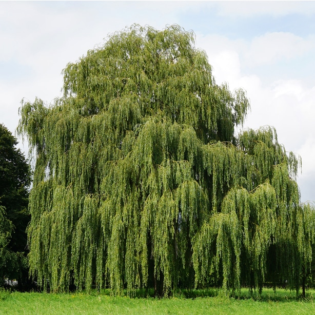 Healthy weeping willow that is growing beautifully