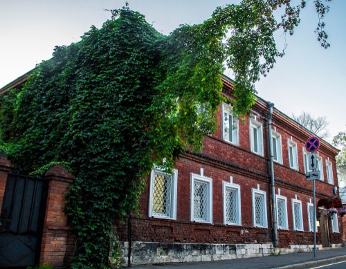 hedera helix growing on the side of a building