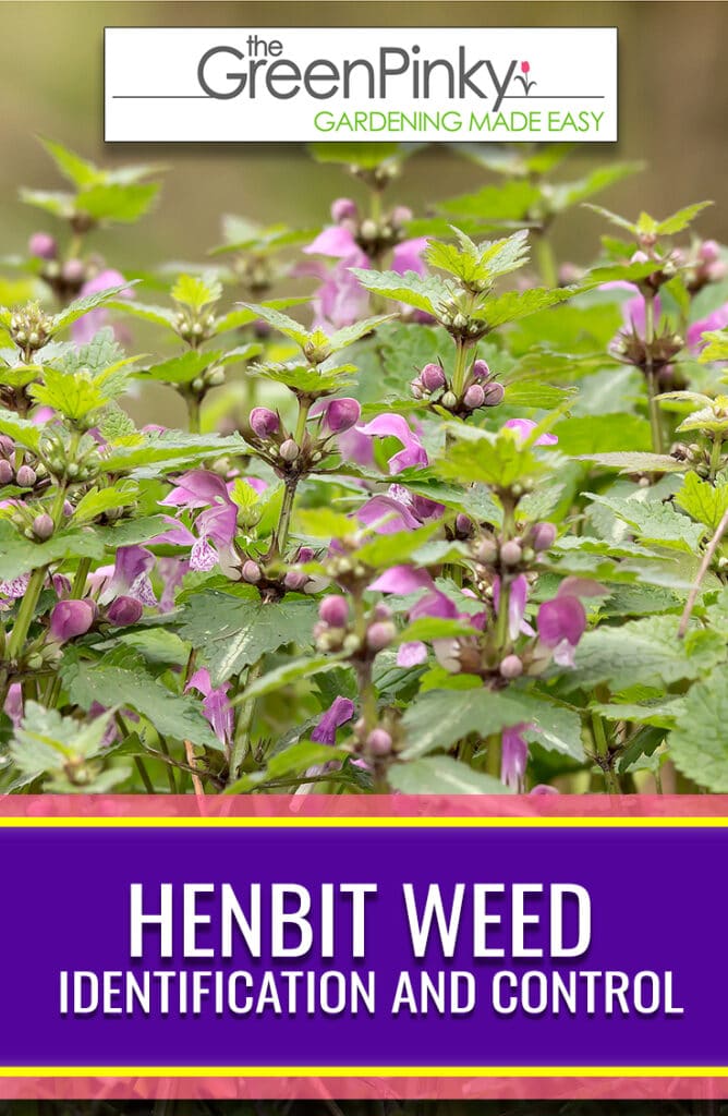Learning how to prevent the spread of henbit weed can be done through this guide.