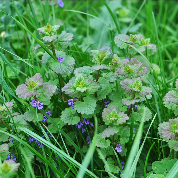 The henbit weed is a member of the mint family
