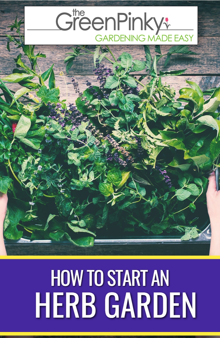 How to Start an Herb Garden? We’ll Help You (and Be Succesful)