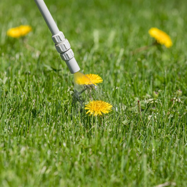 Herbicide can be used to spray on dandelions to kill it.