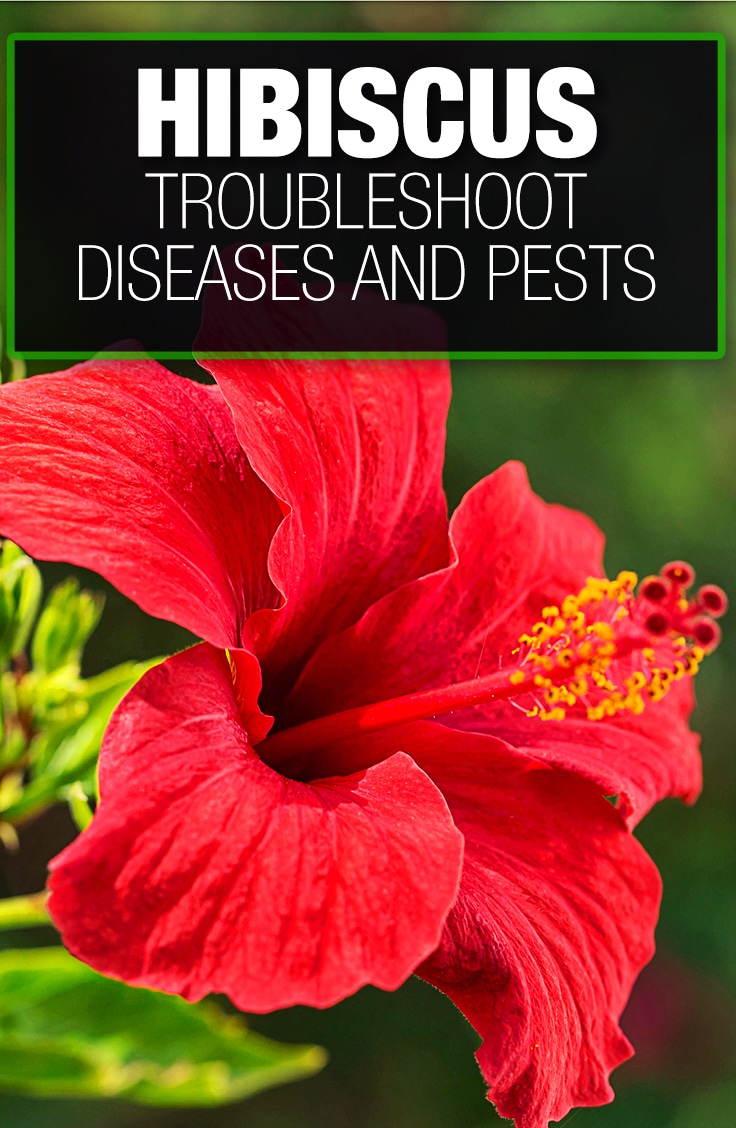 Hibiscus Problems? — Indepth Diseases and Pests Guide