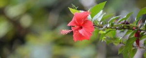 Hibiscus Diseases and Pests