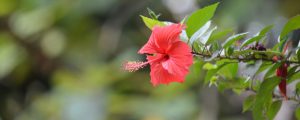 Hibiscus flower free of any diseases and pests with proper care