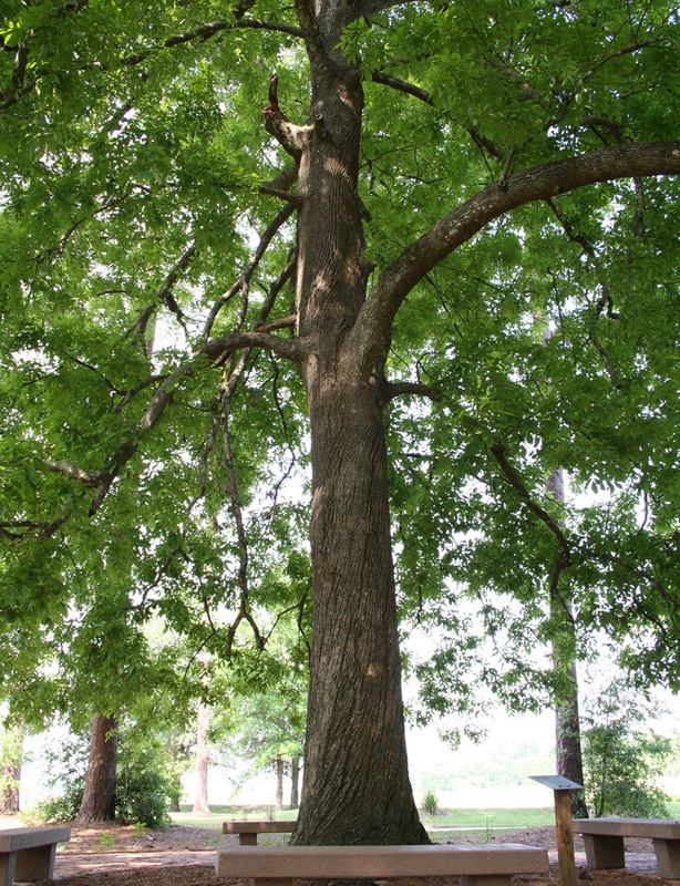 Hickory tree growing strong in a park.